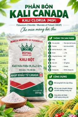 KALI Bột Canada
